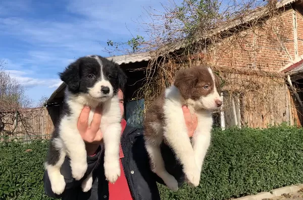 Border Collie Yavrularımız