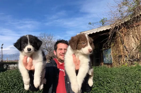 Border Collie Yavrularımız