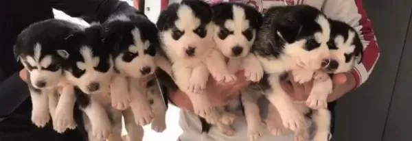 Rengarenk Sibirya Kurdu Yavruları