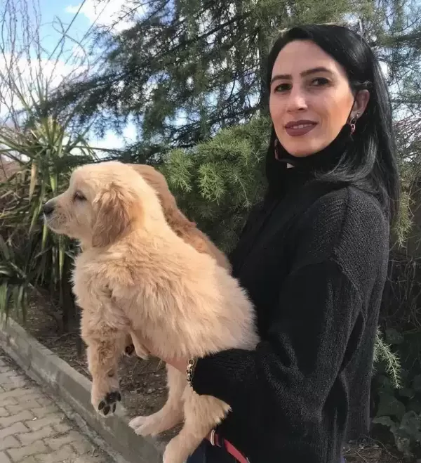 Golden Retriver Yavrularım Sağlık Ve Irk Garantilidir