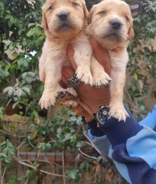 Golden Retriver Yavrularım Sağlık Ve Irk Garantilidir