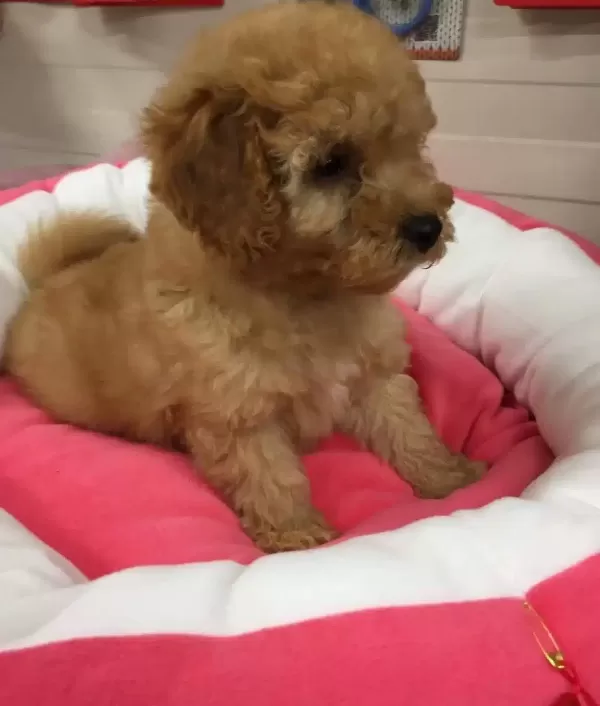 Maltipoo Cinsi Numara
