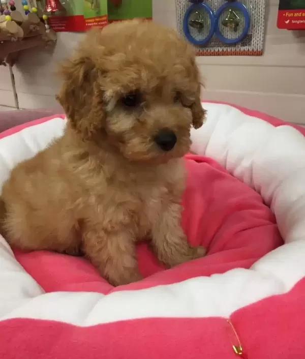 Maltipoo Cinsi Numara
