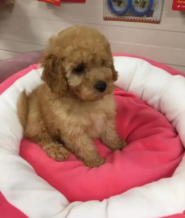 Maltipoo Cinsi Numara
