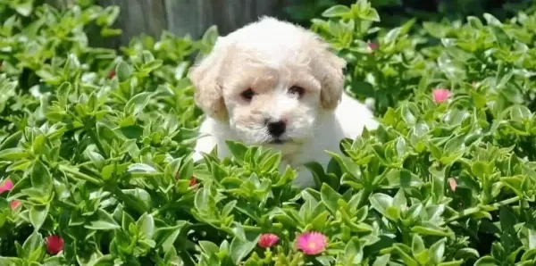 Maltipoo Cinsi Numara