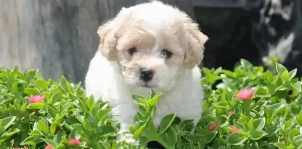 Maltipoo Cinsi Numara
