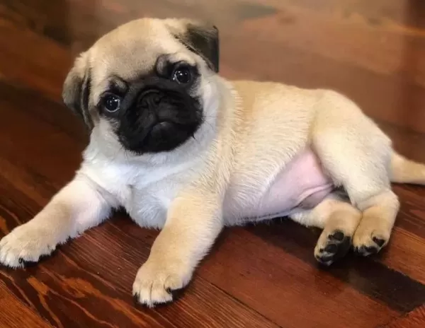 Show Kalite Ev Ortamından Pug Mops Bebekler