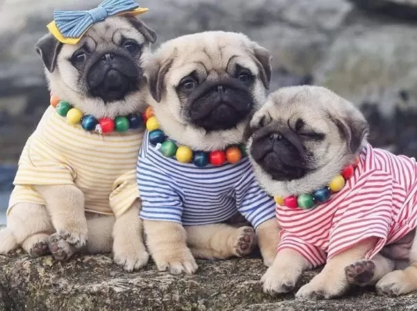Show Kalite Ev Ortamından Pug Mops Bebekler