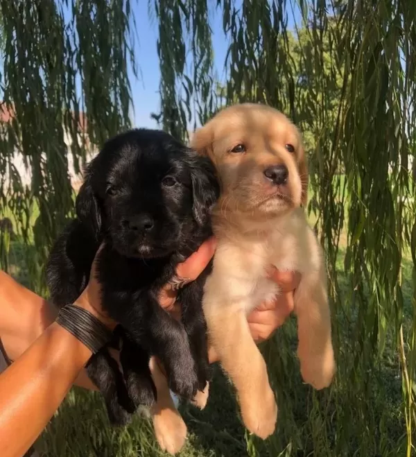 Irk Garantili Labrador Retriever Yavrularımız