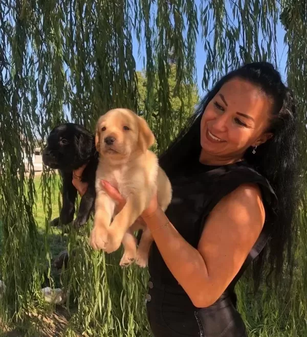 Irk Garantili Labrador Retriever Yavrularımız