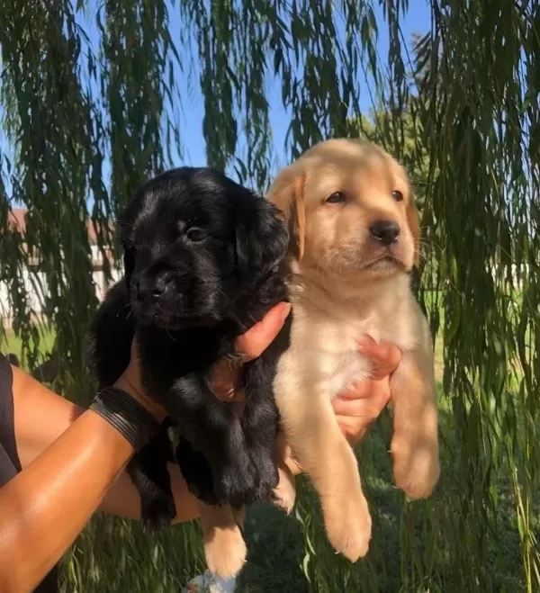 Irk Garantili Labrador Retriever Yavrularımız