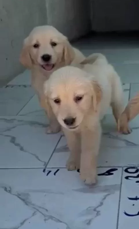 Gülen Surat Golden Yavrular