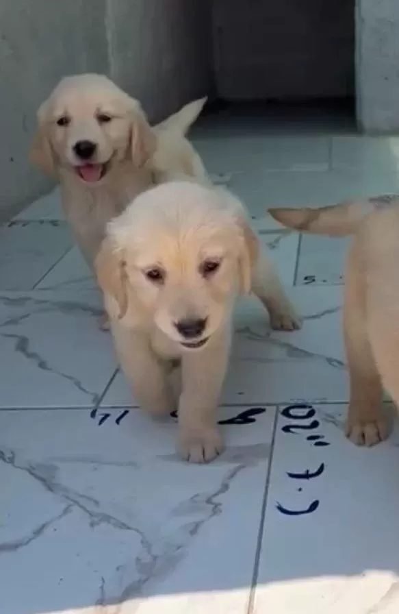 Gülen Surat Golden Yavrular