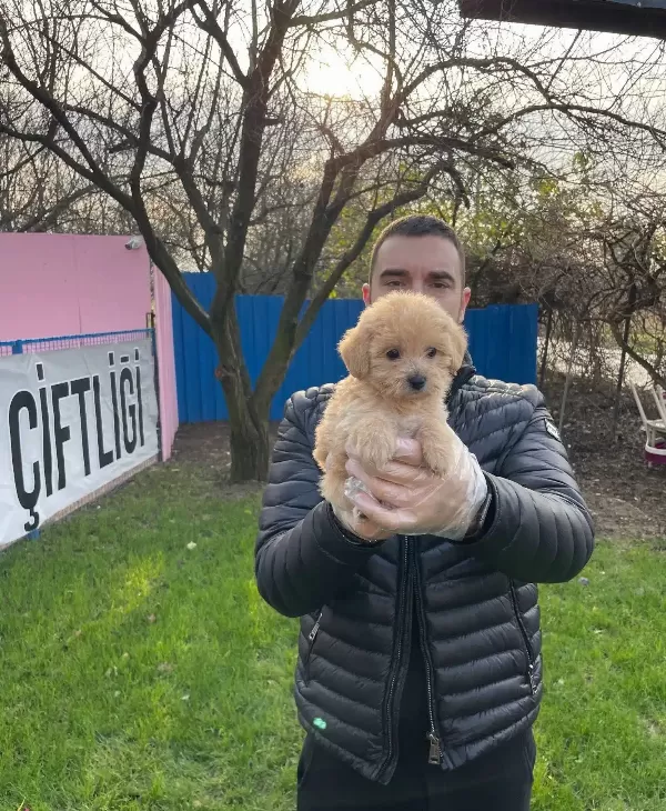 Gerçek Tea Cup Maltipoo Bebeklerimiz
