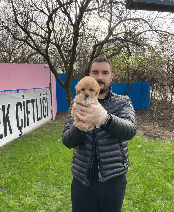 Gerçek Tea Cup Maltipoo Bebeklerimiz