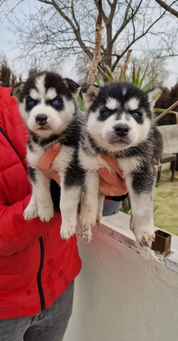 Sağlık Garantili Masmavi Gozlu Sibirya Husky Yavrularımız