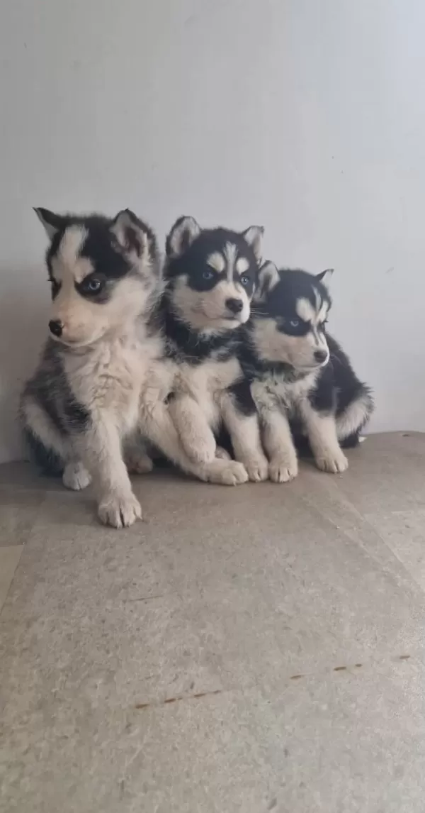 Sağlık Garantili Masmavi Gozlu Sibirya Husky Yavrularımız
