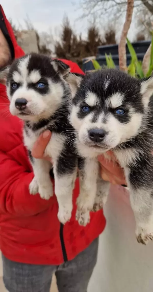 Sağlık Garantili Masmavi Gozlu Sibirya Husky Yavrularımız