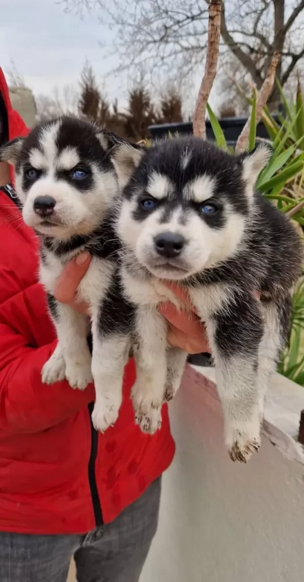 Sağlık Garantili Masmavi Gozlu Sibirya Husky Yavrularımız