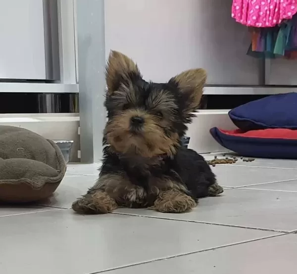 Teacup Yorkshire Yavrular