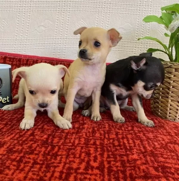 Muhteşem Teacup Bebekler