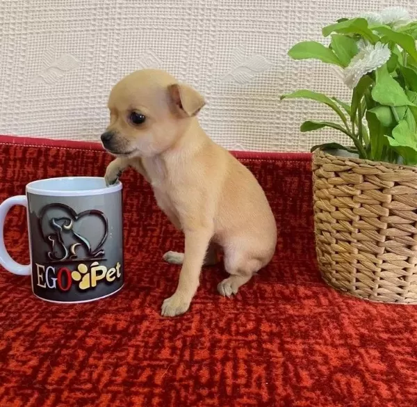 Muhteşem Teacup Bebekler