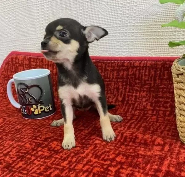 Muhteşem Teacup Bebekler