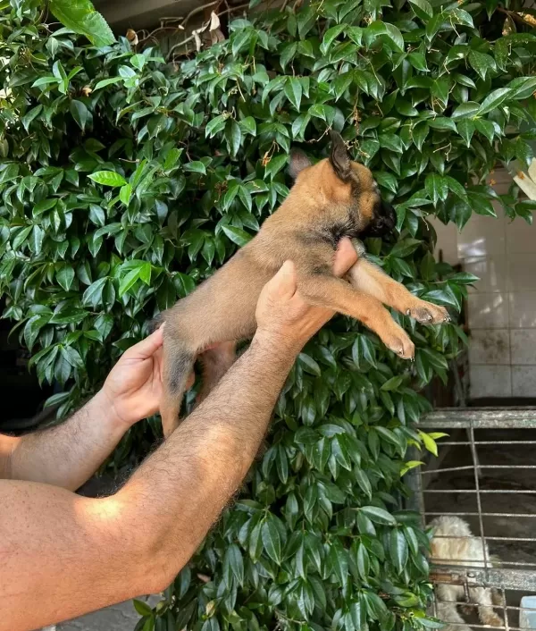 Irk Ve Sağlık Garantili Belcika Malinois Bebeklerim