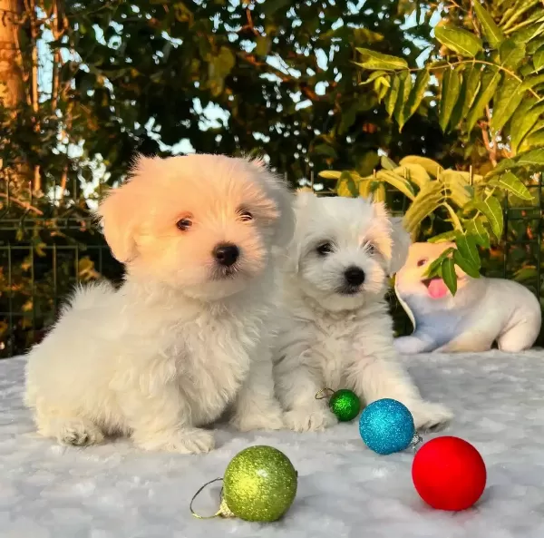 Kar Beyaz Irk Garantili Maltese Terrier Yavrular