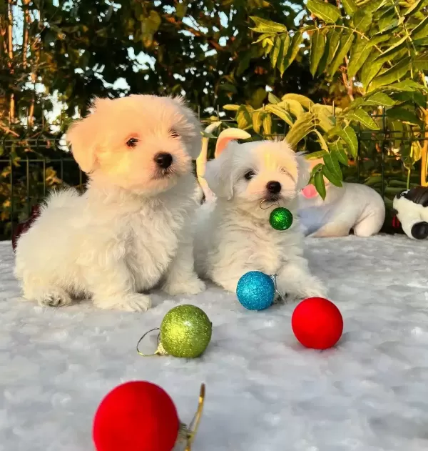 Kar Beyaz Irk Garantili Maltese Terrier Yavrular