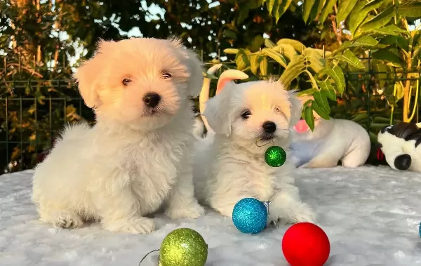 Kar Beyaz Irk Garantili Maltese Terrier Yavrular