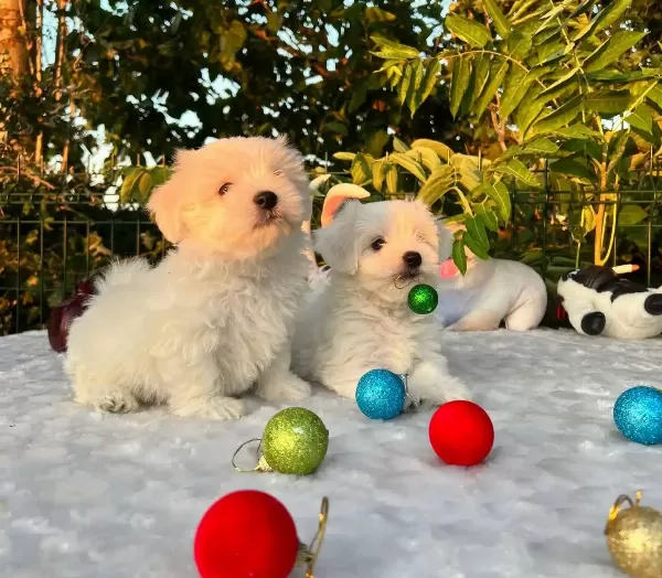 Kar Beyaz Irk Garantili Maltese Terrier Yavrular