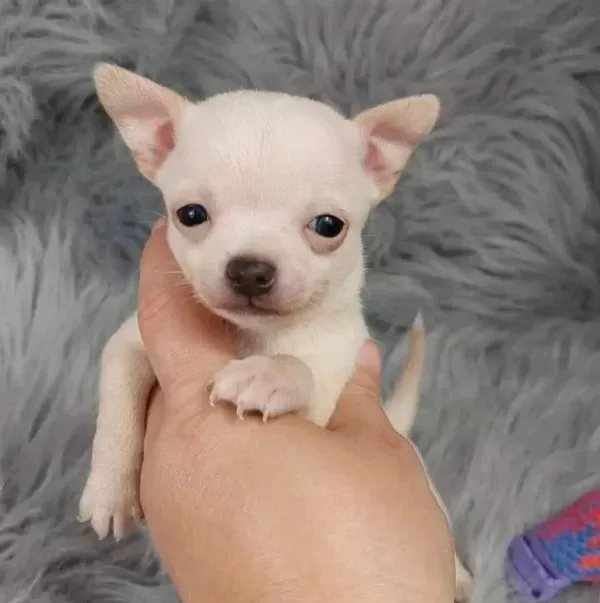 Safkan Irk Garantili Chihuahua Bebekler