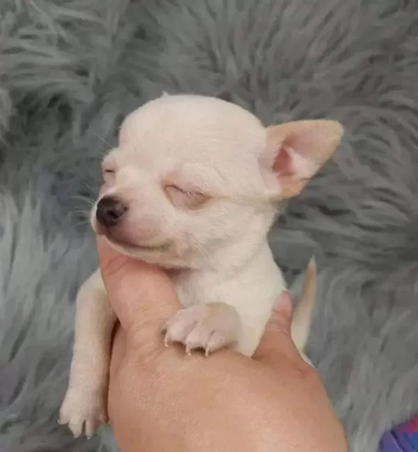 Safkan Irk Garantili Chihuahua Bebekler