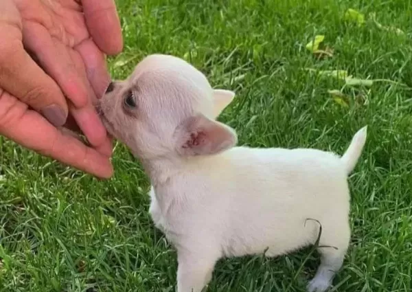Safkan Irk Garantili Chihuahua Bebekler