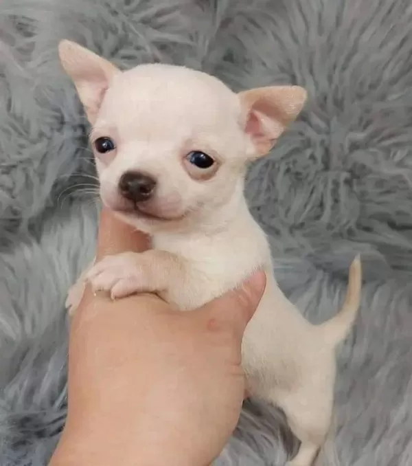 Safkan Irk Garantili Chihuahua Bebekler