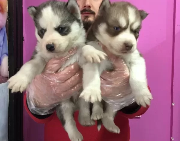 Sibirya Kurdu Husky Yavrularımız