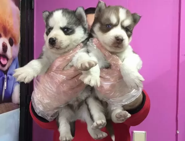 Sibirya Kurdu Husky Yavrularımız