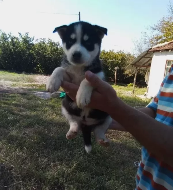 Buz Mavisi Göz Husky Sibirya Yavrularım