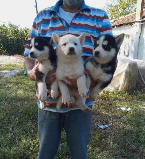 Buz Mavisi Göz Husky Sibirya Yavrularım
