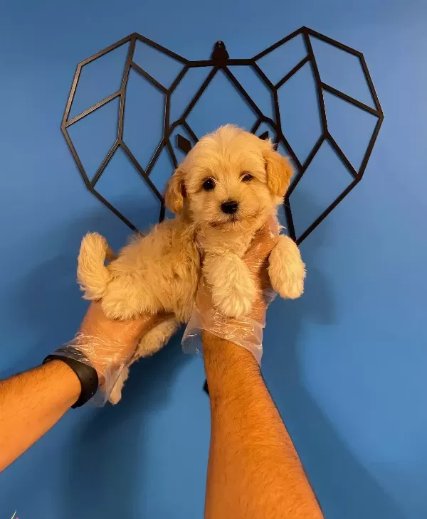 Sevimli Surat Maltipoo Bebekler