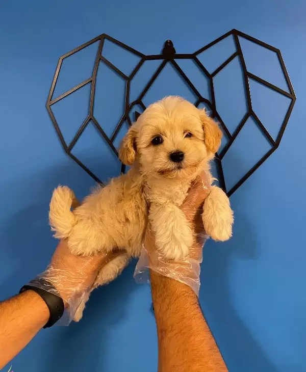 Sevimli Surat Maltipoo Bebekler