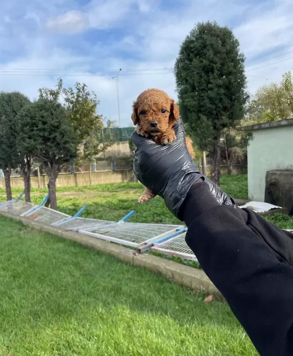 Gerçek Tea Cup Kore Poodle Bebeklerimiz