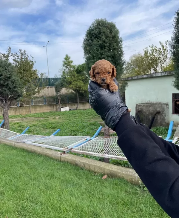 Gerçek Tea Cup Kore Poodle Bebeklerimiz