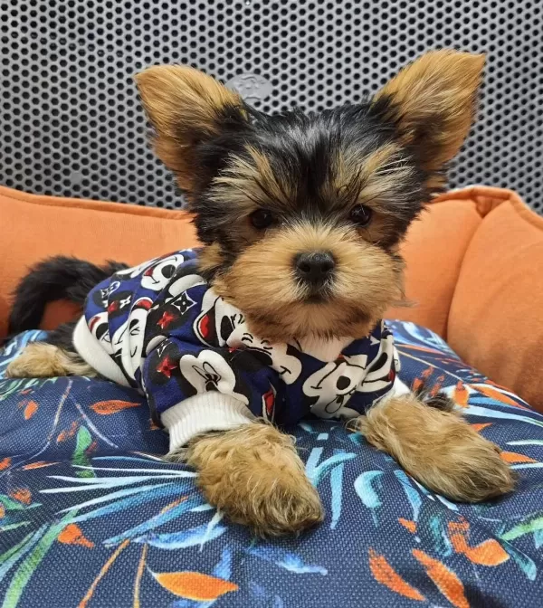Teacup Yorkshire Yavrular