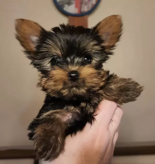 Teacup Yorkshire Yavrular