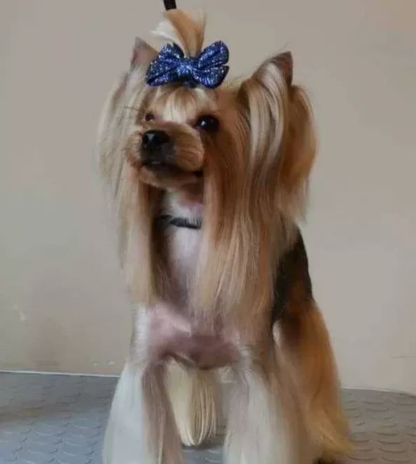 Teacup Yorkshire Yavrular