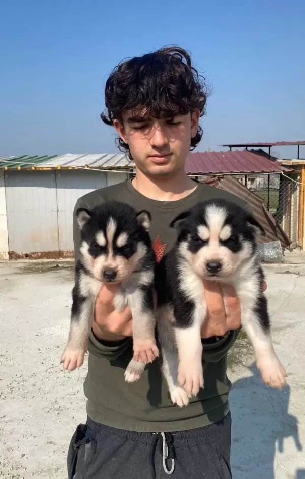 Ust Kalite Maskeli Husky Yavrular