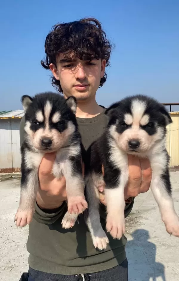 Ust Kalite Maskeli Husky Yavrular
