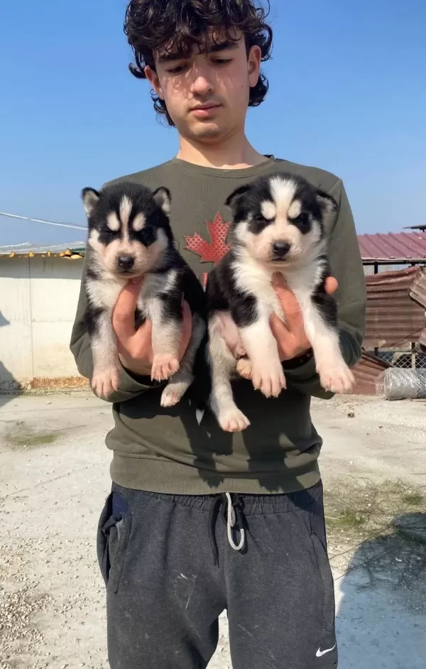 Ust Kalite Maskeli Husky Yavrular